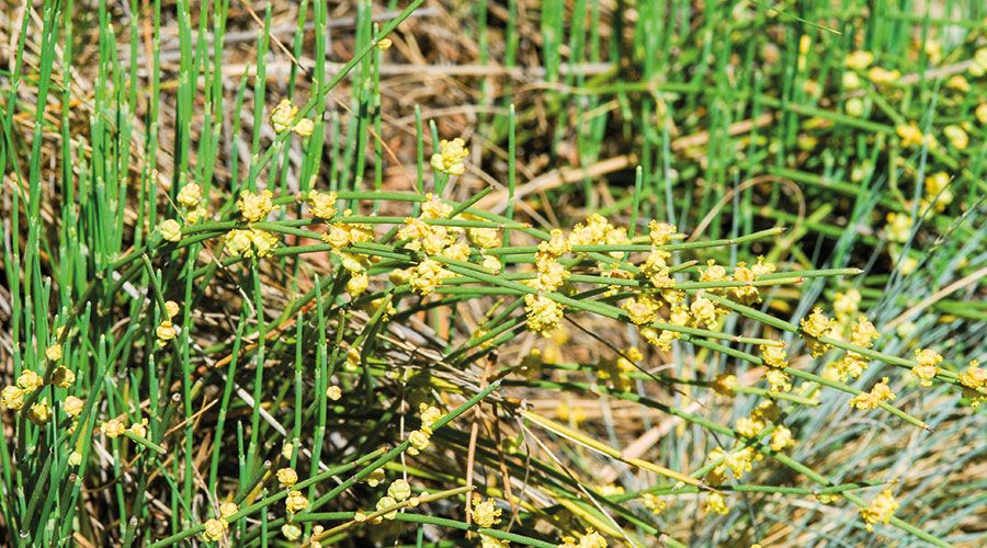Schweizer Meerträublein (Ephedra helvetica), männliche Blüten