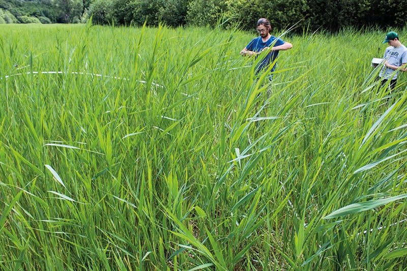 Botanische Auswertung : Simon Stifter (l.) mit einem Praktikanten (r.) bei der botanischen Auswertung des Schgumser Möser.