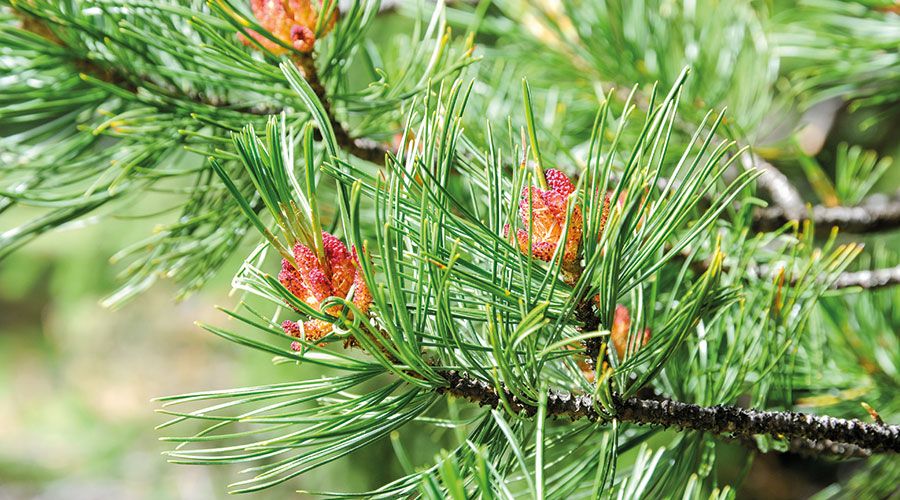 Männliche Blüte der fünfnadeligen Zirbe