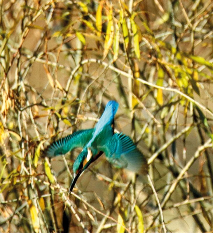 Wie ein Projektil schießt der Eisvogel bei der Stoßjagd in das Wasser. Foto: Dietmar Gander