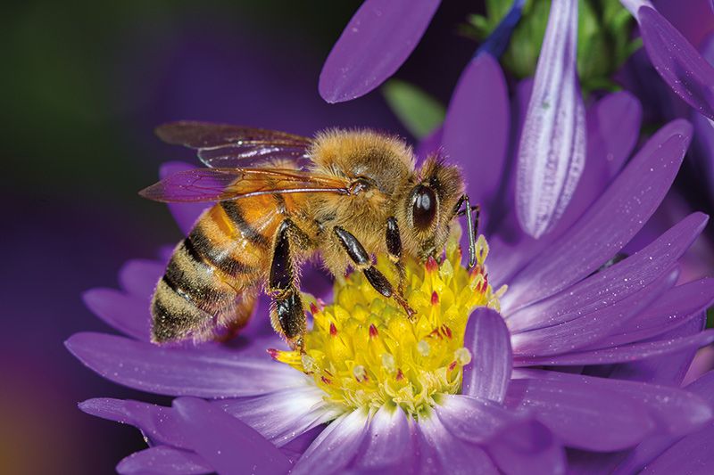 Honigbiene (Apis mellifera) Foto: Paolo Mignosa