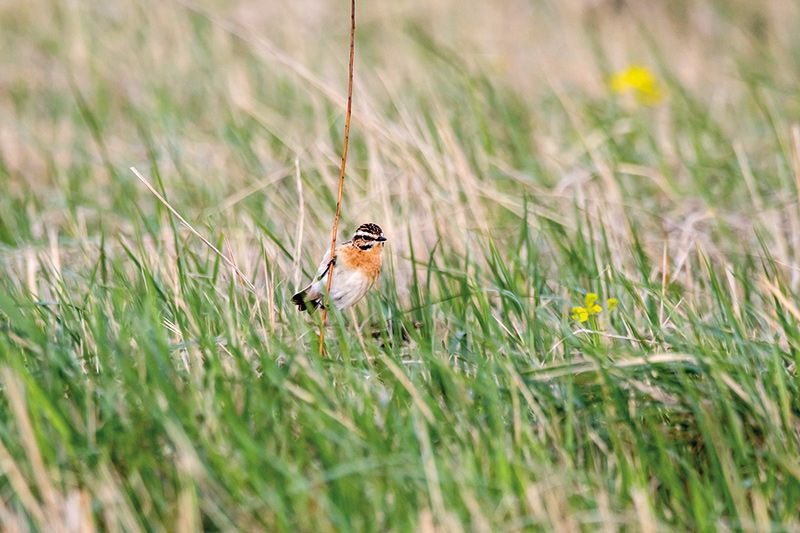 Das Braunkehlchen brütet am Boden und ist auf extensive Wiesen und Weiden angewiesen. Foto: Adobe Stock Anton Mir-Mar