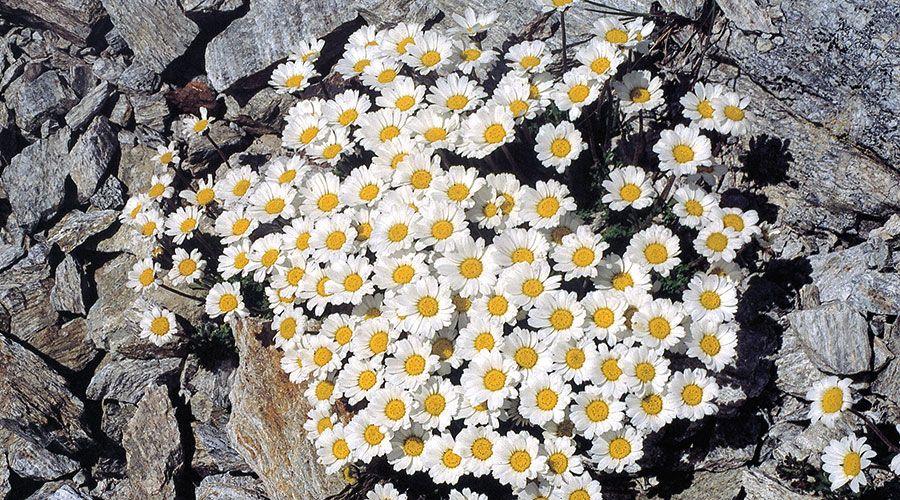 Alpen-Margerite
