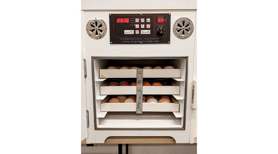 Bei der Kunstbrut im Inkubator werden die Bedingungen der Naturbrut nachsimuliert