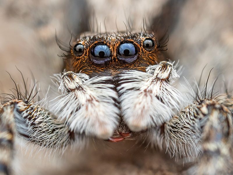 Augen- und Mundwerkzeuge einer Wolfsspinne; Foto: Marco Bertolini
