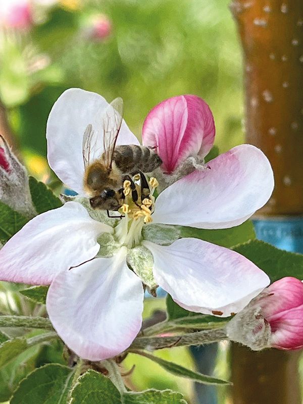 Für die Bestäubung der Apfelblüte ist die Honigbiene unverzichtbar, da die Blüte schon durch ihren morphologischen Bau eine Windbestäubung kaum zulässt.