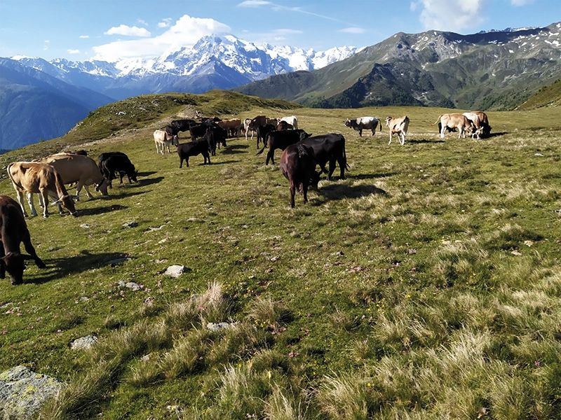 Verschiedene Rinderrassen ruhen friedlich, Tierwohl ist hier keine keine leere Floskel. Wenn schon nicht auf Fleisch verzichtet wird, dann sollte zumindest auf faire Haltung geachtet werden.