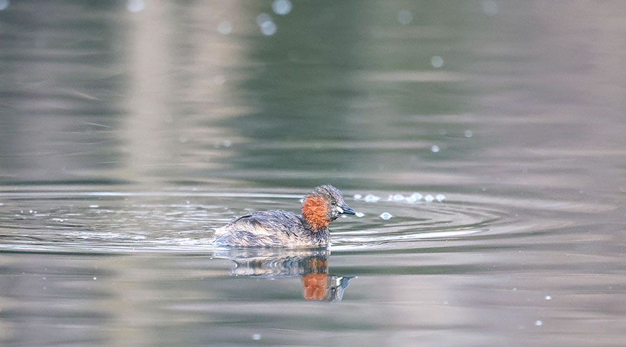 Zwergtaucher (Tachybaptus ruficollis); Foto: Dietmar Gander