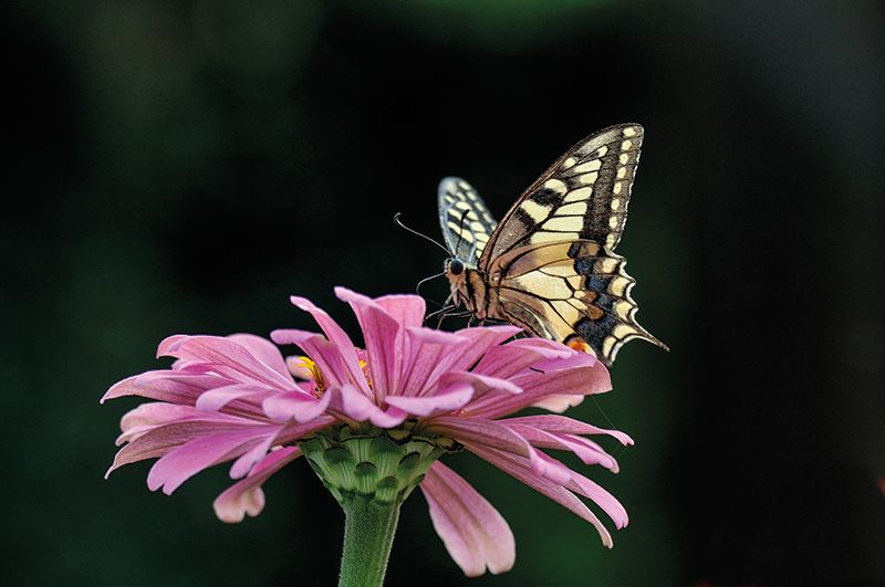 Schwalbenschwanz; Papilio machaon; Foto: Pierfrancesco Mingo