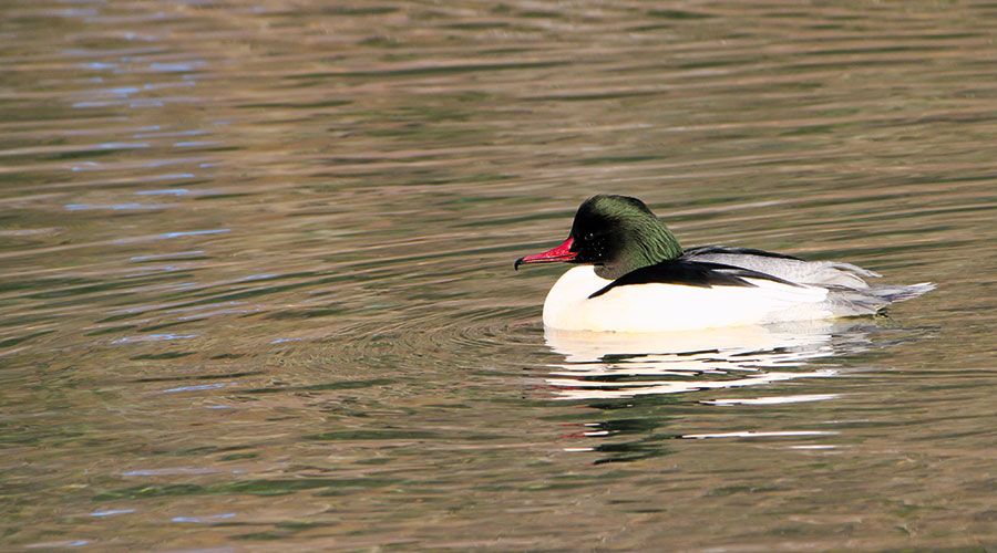 Gänsesäger Männchen im Prachtkleid. Auffällig ist die orangerote Iris im Auge und der Hackenschnabel.