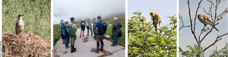 v.l.: Singdrossel auf Futtersuche bei Ulten; Besuch in Tschlin; Goldammer bei der Gefiederpflege; Neuntöter Weibchen