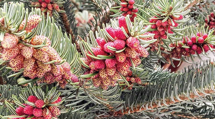 Männliche Blüte der Douglasie
