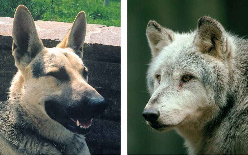 links: Schäferhund, rechts: Wolf