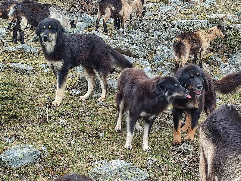Passeirer Bergziegen mit Herdenschutzhunden der Rasse „Pastori della Sila“ auf der Soyalm in Martell; Foto: Philipp Bertagnolli