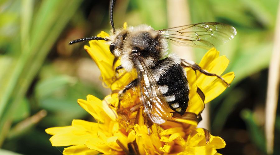 Gemeine Trauerbiene (Melecta albifrons) als Kuckucksbiene und Parasit bei der Pelzbiene (Anthrophora aestivalis). Foto: Adobe Stock