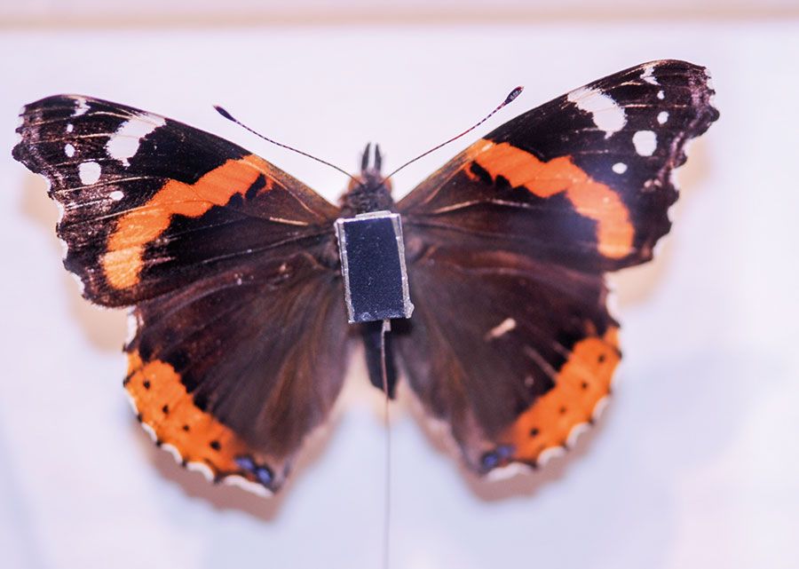 Der Admiral ist ein Wanderfalter, der jedes Jahr aus dem Süden nach Mittel- und Nordeuropa einfliegt. In der modernen Schmetterlingsforschung werden die Wanderrouten genau rekonstruiert: Das deutsche ICARUS-Projekt stattet Schmetterlinge mit winzigen Radiosendern am Körper aus, um ihre Position über Satelliten zu bestimmen.