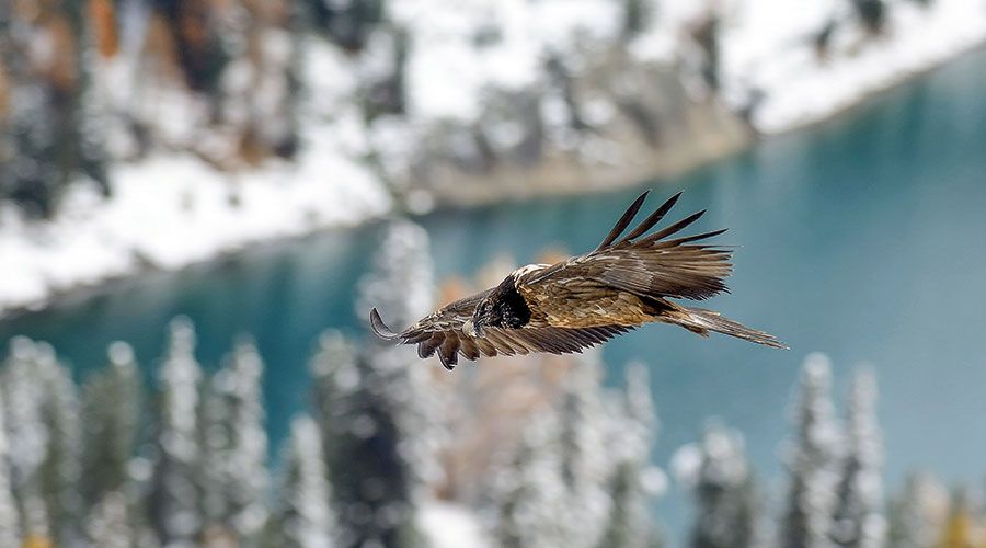 Juveniler Bartgeier. Foto: Renato Grassi