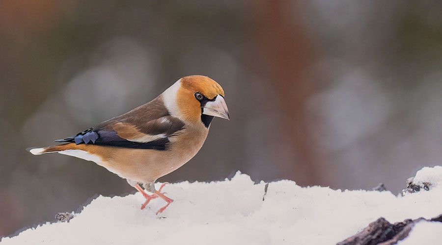 Kernbeißer (Foto: Aldo Comincioli)