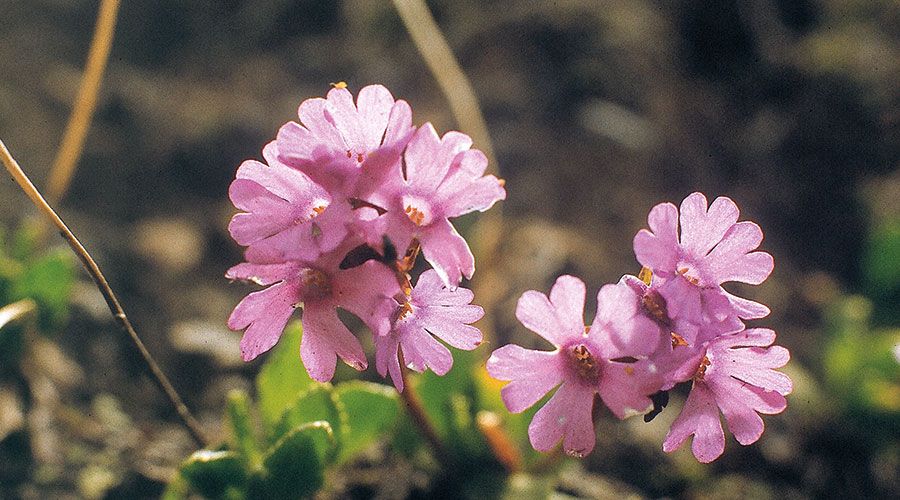 Klebrige Primel („Speik“)