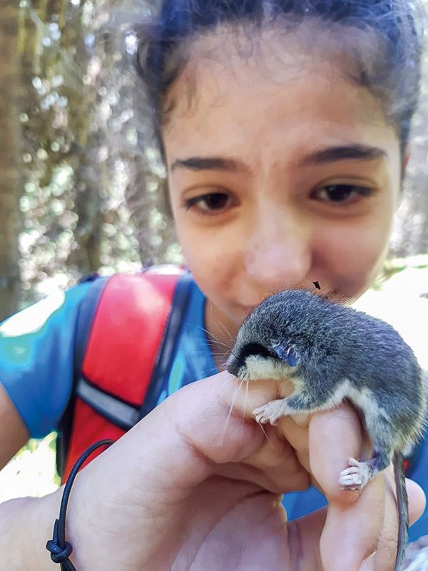 Zufallsbeobachtungen von Interessierten geben wertvolle Hinweise zu seltenen Tierarten: Meldung eines jungen Baumschläfers aus dem Martelltal im Sommer 2020. Foto: Eugenio Osele